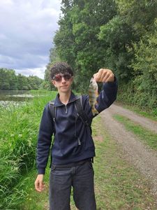 European Perch