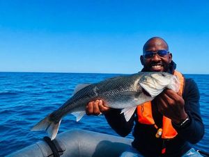 European Bass (Seabass)