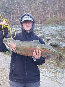 Rainbow Trout