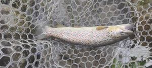 Brown Trout