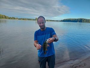 European Perch