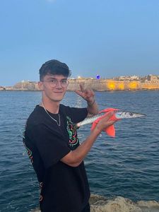 Great Barracuda