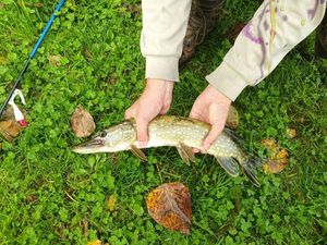 Northern Pike