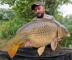 Common Carp