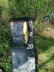 Black Bullhead