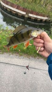 European Perch