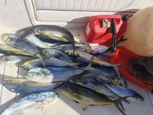 Dolphinfish