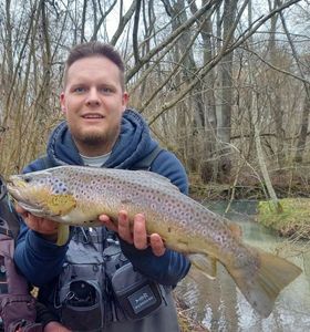 Brown Trout