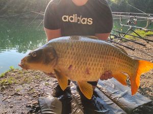 Common Carp