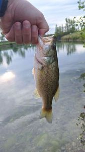 Largemouth Bass