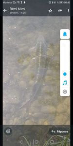 European Sturgeon