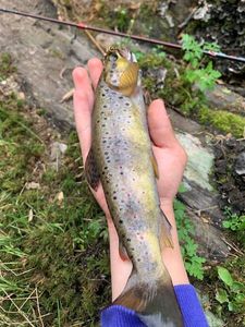 Brown Trout