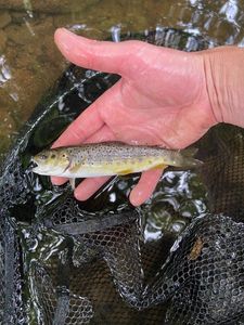 Brown Trout