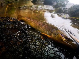 Brown Trout