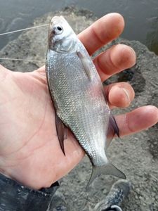 Common Bream