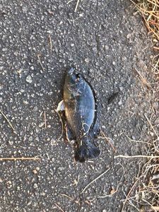 Black Bullhead