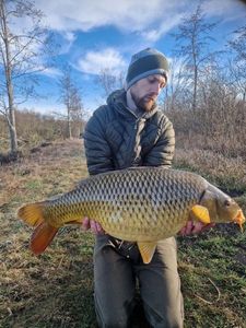 Common Carp