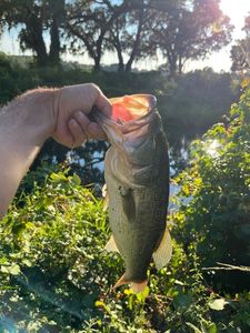 Largemouth Bass