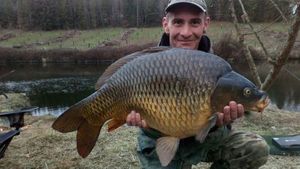 Common Carp