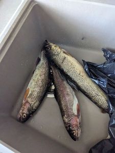Brown Trout