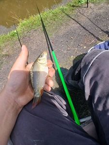 Mirror Carp