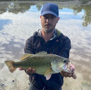 Largemouth Bass