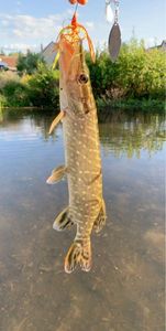 Northern Pike