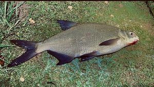 Common Bream