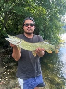 Northern Pike