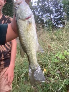 Largemouth Bass