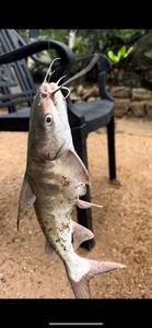 Crucifix Sea Catfish