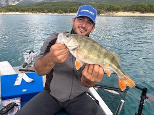 European Perch