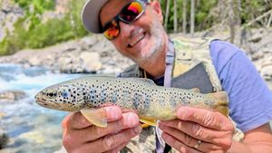 Brown Trout