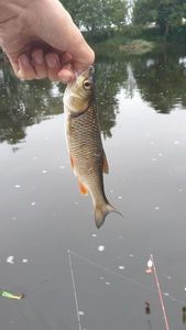 Chub