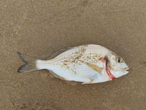 Gilthead Seabream