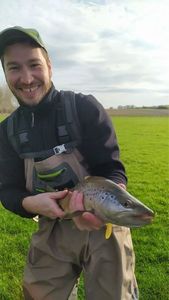 Brown Trout