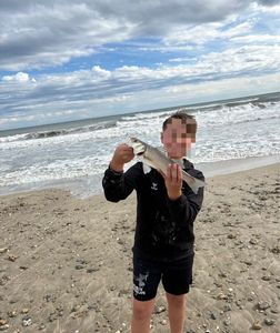 European Bass (Seabass)