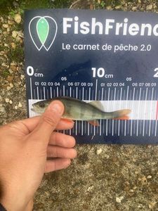 European Perch