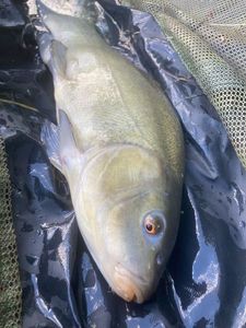 Tench