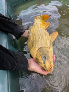 Koï Fish