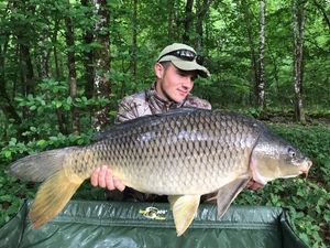 Common Carp