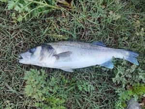 European Bass (Seabass)