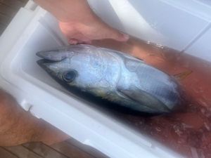 Yellowfin Tuna