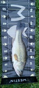 Largemouth Bass