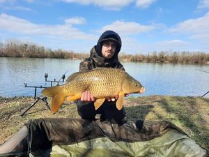 Common Carp