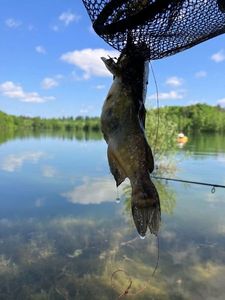 Black Bullhead