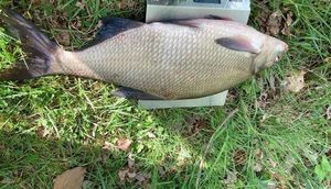 Common Bream