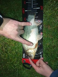 Crucian Carp