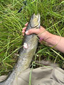 Brown Trout