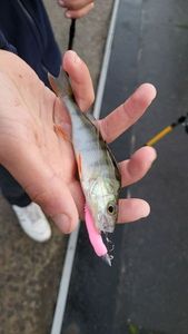 European Perch